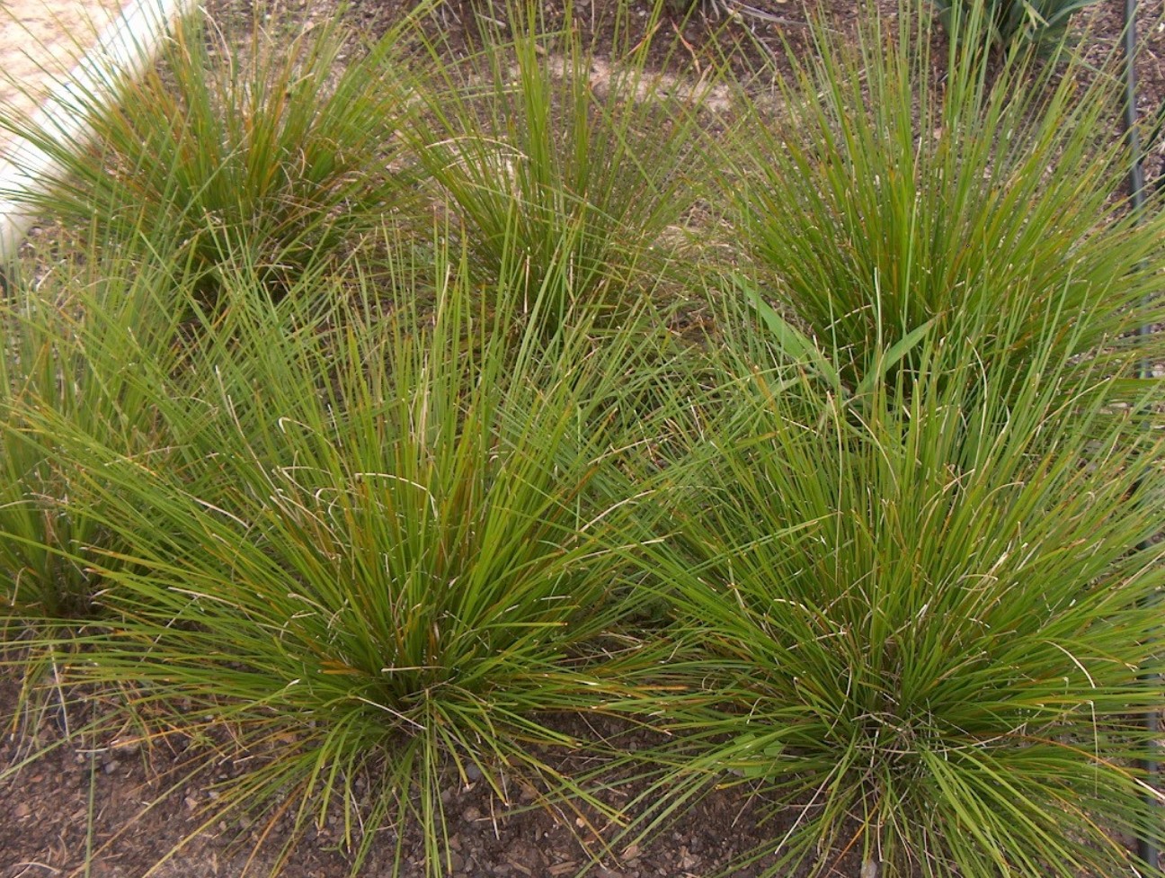 Online Plant Guide Lomandra longifolia 'Breeze' / Breeze MatRush